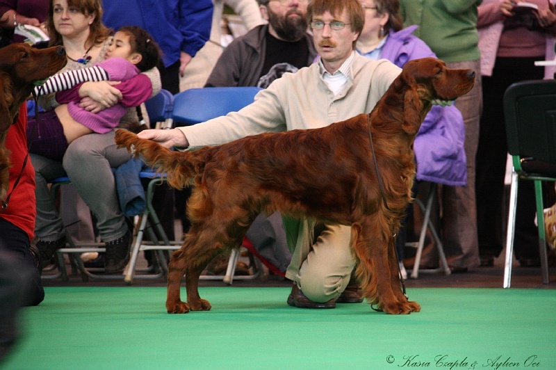 Crufts2011 198.jpg